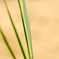 Buy canvas prints of Dune Grass Abstract by Ian Homewood