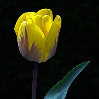 Buy canvas prints of Tulip Portrait In Natural Light by Ian Homewood