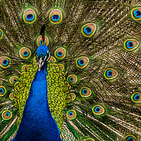 Buy canvas prints of Peacock Showing Off  by Steve Huggett