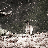 Buy canvas prints of Fallow Deer in the Snow by Tracey Smith