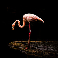 Buy canvas prints of  Caribbean Flamingo by Tracey Smith