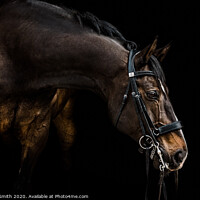 Buy canvas prints of The Dressage Horse by Tracey Smith