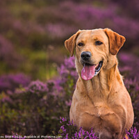 Buy canvas prints of Labrador in the Heather by Tracey Smith