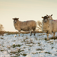 Buy canvas prints of A herd of sheep standing on top of a snow covered field by Tracey Smith