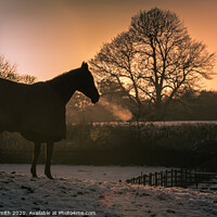 Buy canvas prints of The Thoroughbred - Ex Racehorse by Tracey Smith