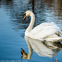 Buy canvas prints of Mirror Reflection of the Mute Swan by Tracey Smith