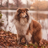 Buy canvas prints of A Portrait of Rusty the Rough Collie by Tracey Smith