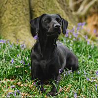 Buy canvas prints of Black Labrador in Bluebells by Tracey Smith