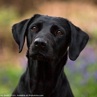 Buy canvas prints of A Close up of a Labrador by Tracey Smith