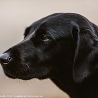 Buy canvas prints of A Close up Portrait of a Labrador by Tracey Smith