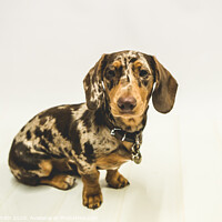 Buy canvas prints of The Dapple Dachshund  by Tracey Smith