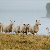 Buy canvas prints of The Sheep of Duncansby Head by Tracey Smith