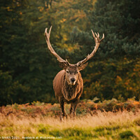 Buy canvas prints of The Stag by Tracey Smith