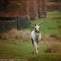 Buy canvas prints of A fallow deer wandering by Tracey Smith