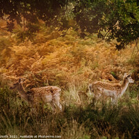 Buy canvas prints of A pair of Fallow Deer in the Bracken by Tracey Smith