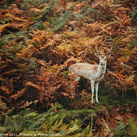 Buy canvas prints of A Young Fallow Buck in the Bracken by Tracey Smith