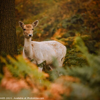 Buy canvas prints of The Fallow Doe in the Forest by Tracey Smith