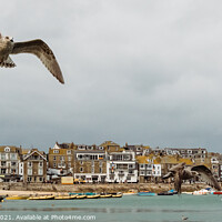 Buy canvas prints of The Harbour at St Ives, Cornwall by Tracey Smith