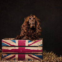 Buy canvas prints of Spaniel in a Box by Tracey Smith
