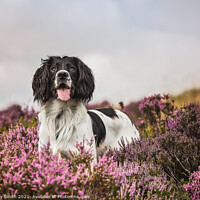 Buy canvas prints of Springer Spaniel Dog in the Heather by Tracey Smith