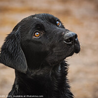 Buy canvas prints of The Faithful Labrador Dog by Tracey Smith