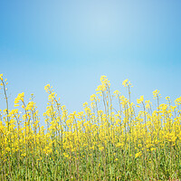 Buy canvas prints of flowers in a crop field with blue sky in the background by David Galindo