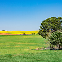 Buy canvas prints of beautiful green and yellow field with blue sky by David Galindo