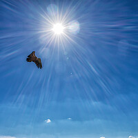 Buy canvas prints of griffon vulture flying in front of a radiant sun in the blue sky by David Galindo