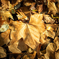 Buy canvas prints of detail of dry leaves on the park floor by David Galindo