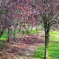 Buy canvas prints of walk in the park with violet-leafed trees by David Galindo