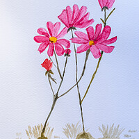 Buy canvas prints of Artwork. Watercolor of pink flowers by David Galindo