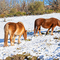 Buy canvas prints of wild horses eating on the snowy hillside by David Galindo