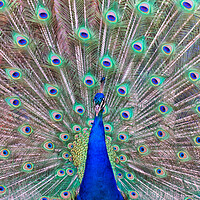 Buy canvas prints of impressive portrait of a peacock with its tail open by David Galindo