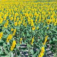 Buy canvas prints of Outdoor sunflower field by David Galindo