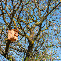 Buy canvas prints of nice wooden birdhouse hanging from a tree by David Galindo