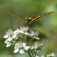 Buy canvas prints of Swallowtail butterfly number 1 by David Mather
