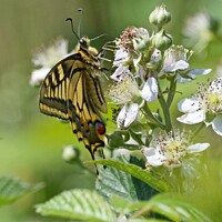 Buy canvas prints of Swallowtail butterfly number 2 by David Mather