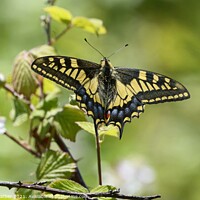Buy canvas prints of Swallowtail butterfly number 3 by David Mather