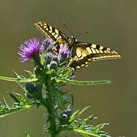 Buy canvas prints of Swallowtail butterfly, Papilio machaon in Norfolk, UK number 2 by David Mather
