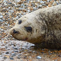 Buy canvas prints of A Common Seal rests on a Norfolk shore by David Mather