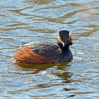 Buy canvas prints of Black necked Grebe by David Mather