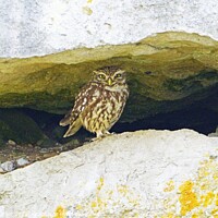 Buy canvas prints of Little Owl, Dorset, UK by David Mather