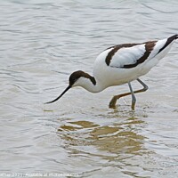 Buy canvas prints of Avocet feeding by David Mather