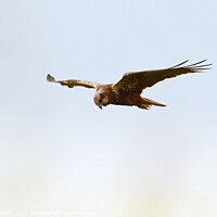 Buy canvas prints of Marsh Harrier scanning for prey by David Mather