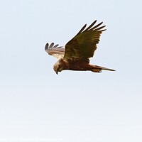 Buy canvas prints of Marsh Harrier about to swoop by David Mather