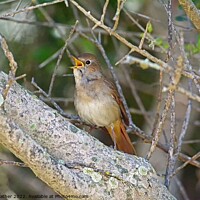 Buy canvas prints of Nightingale singing by David Mather