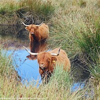 Buy canvas prints of Highland cattle cooling off by David Mather