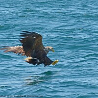 Buy canvas prints of White-tailed Sea Eagle attacks by David Mather