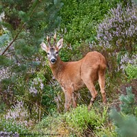 Buy canvas prints of Young Buck by David Mather