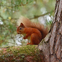 Buy canvas prints of Red Squirrel by David Mather